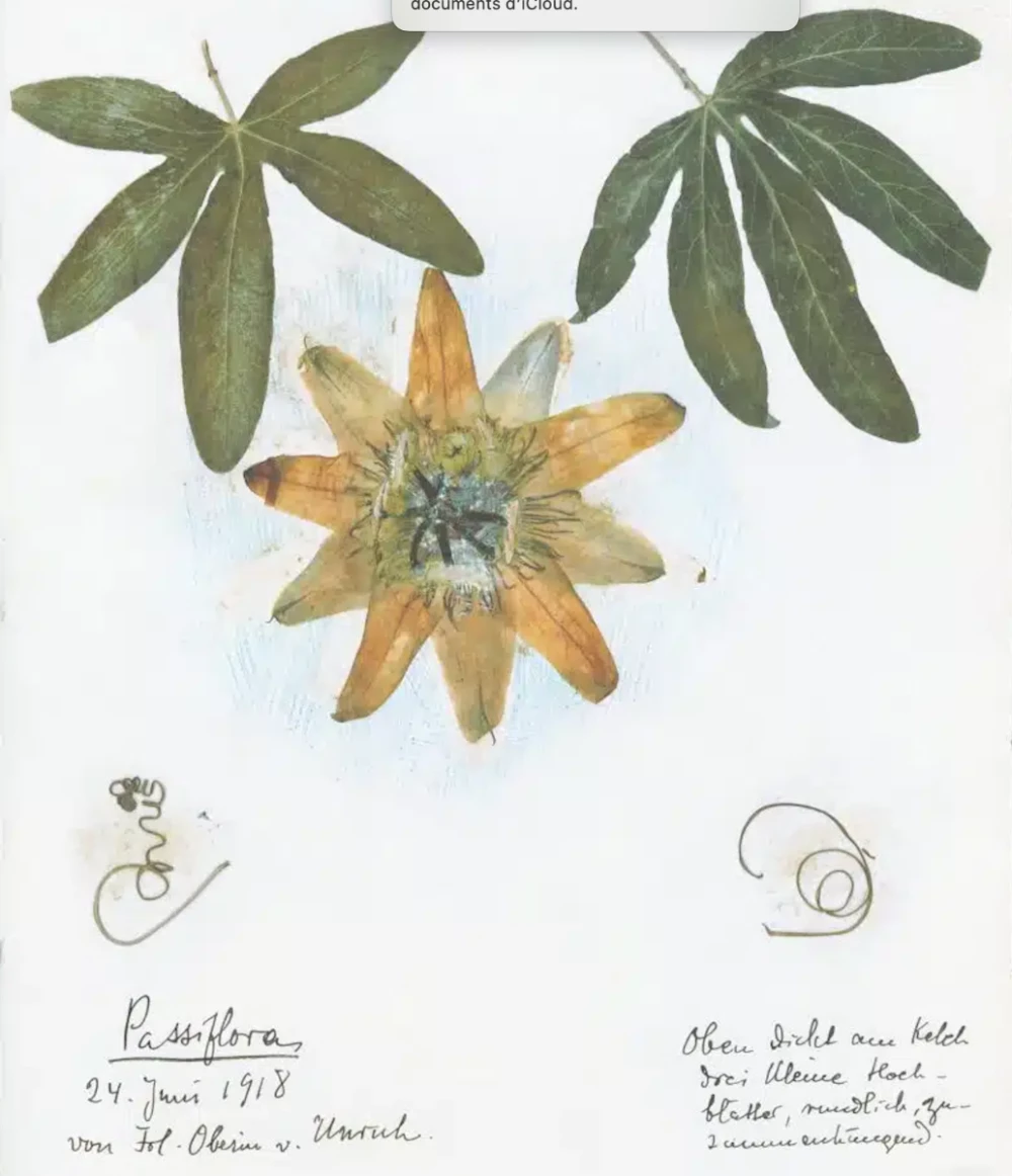 Herbier de prison, Rosa Luxembourg